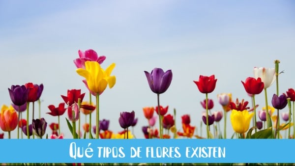 tulipanes-de-varios-colores