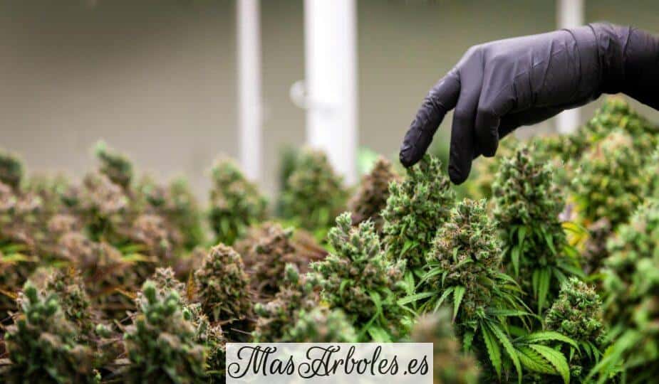 Cómo montar tu tienda de CBD online