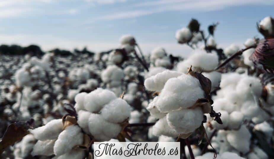 a field full of cotton plants covered in snow