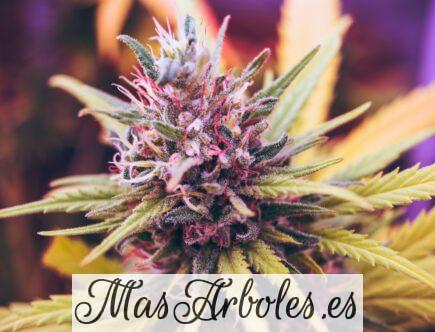 Planta de marihuana: cuidados, plagas, cultivo y cosecha