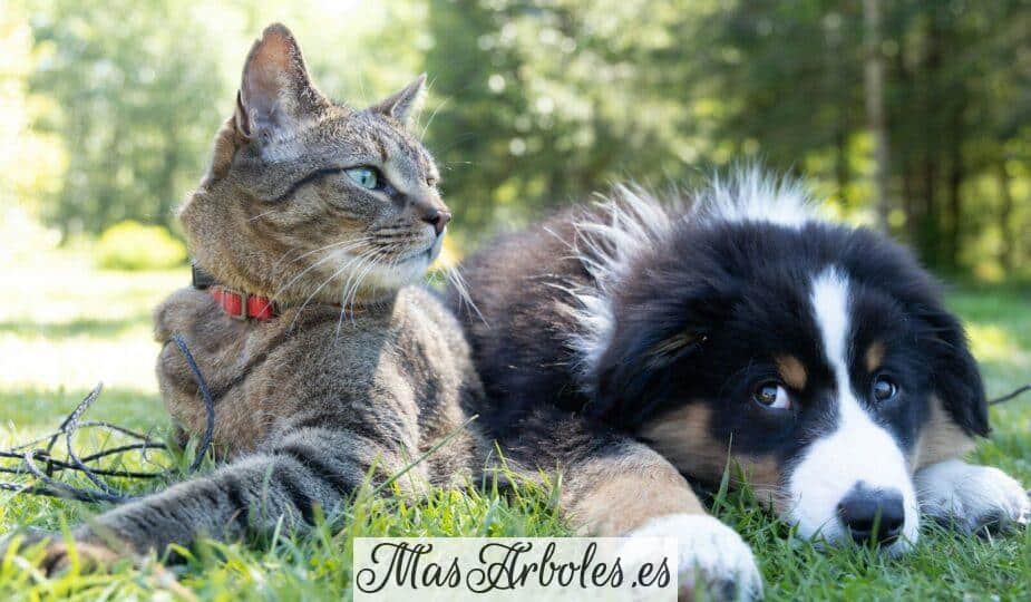 a dog and a cat laying in the grass