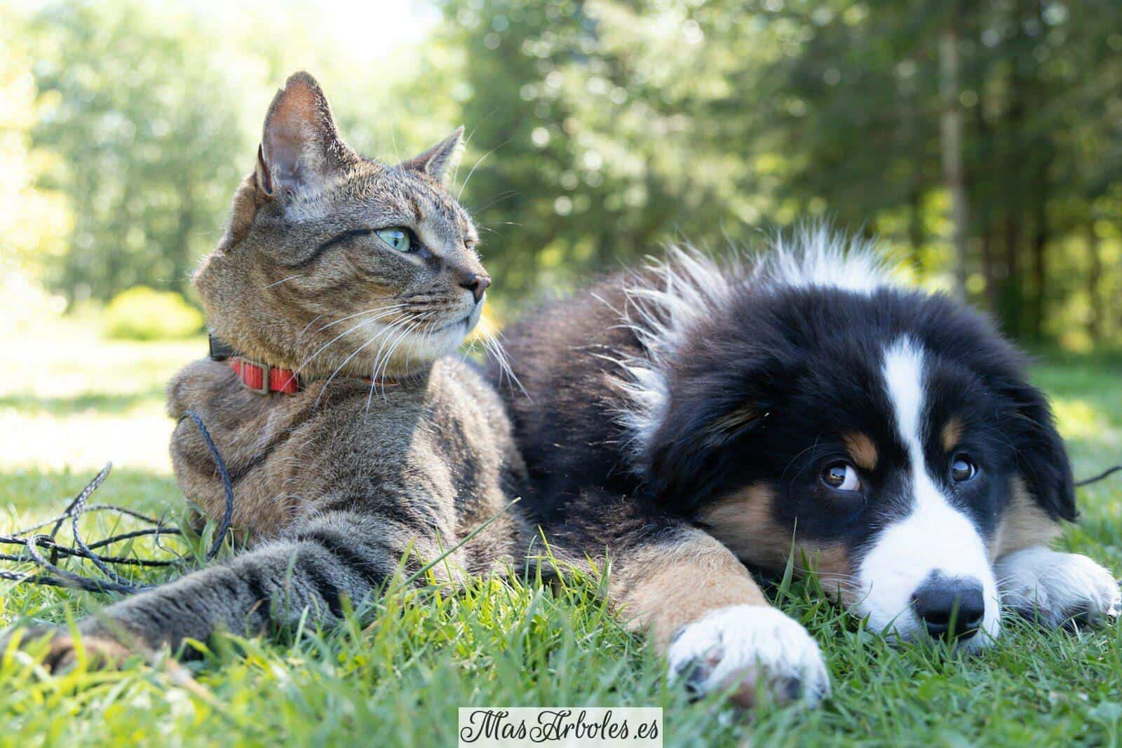 a dog and a cat laying in the grass