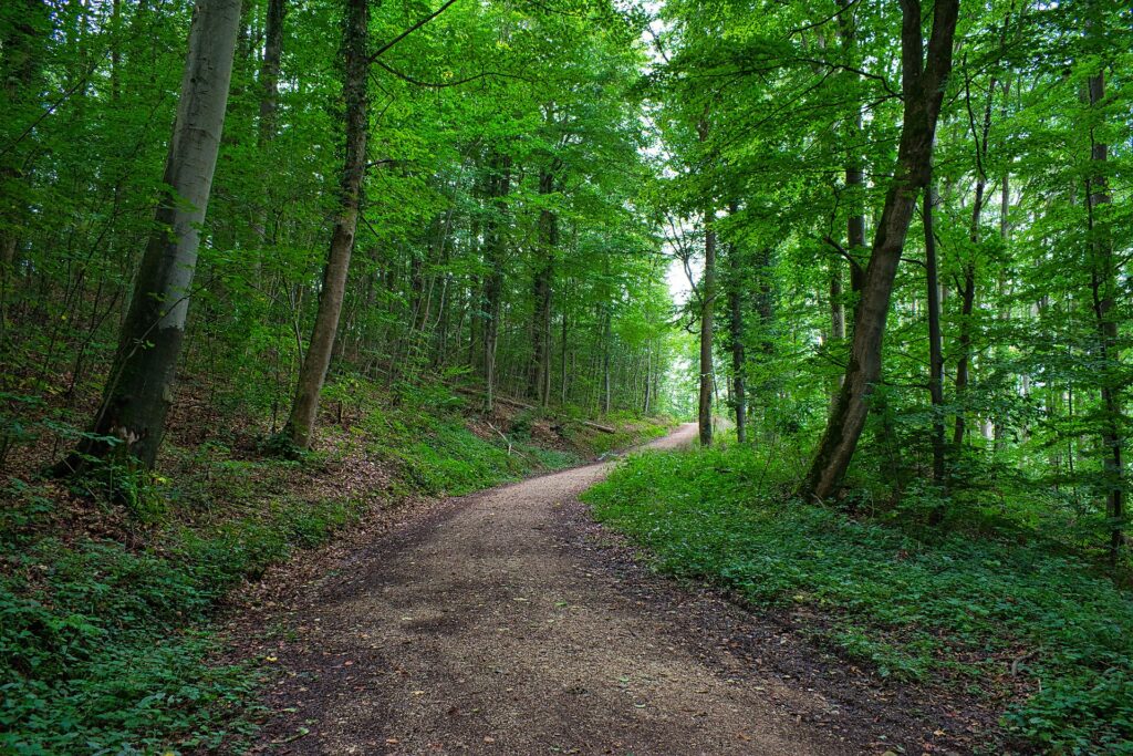 Sendero entre árboles verdes en un bosque